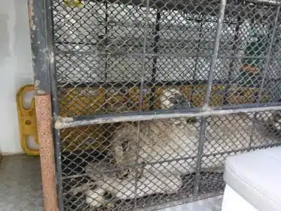 Parinya Parkpoom: Leoa ataca e hospitaliza duas pessoas na Tailândia Parinya Parkpoom: Leoa ataca e hospitaliza duas pessoas na Tailândia